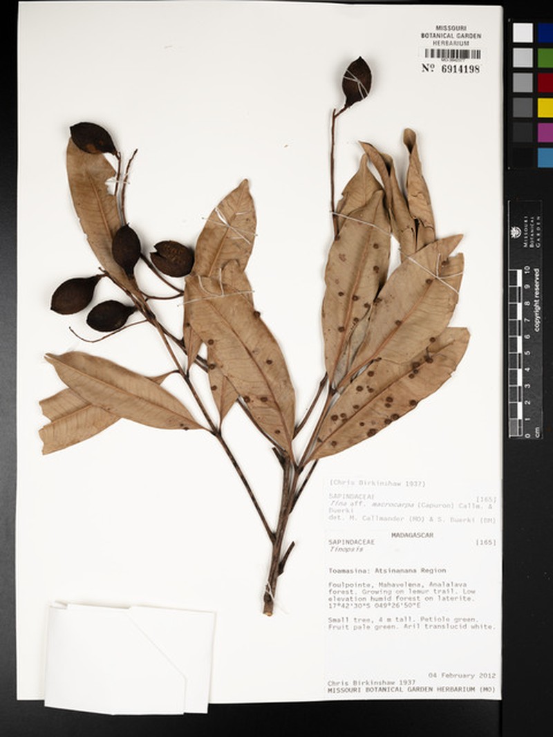 Tina macrocarpa photo 2