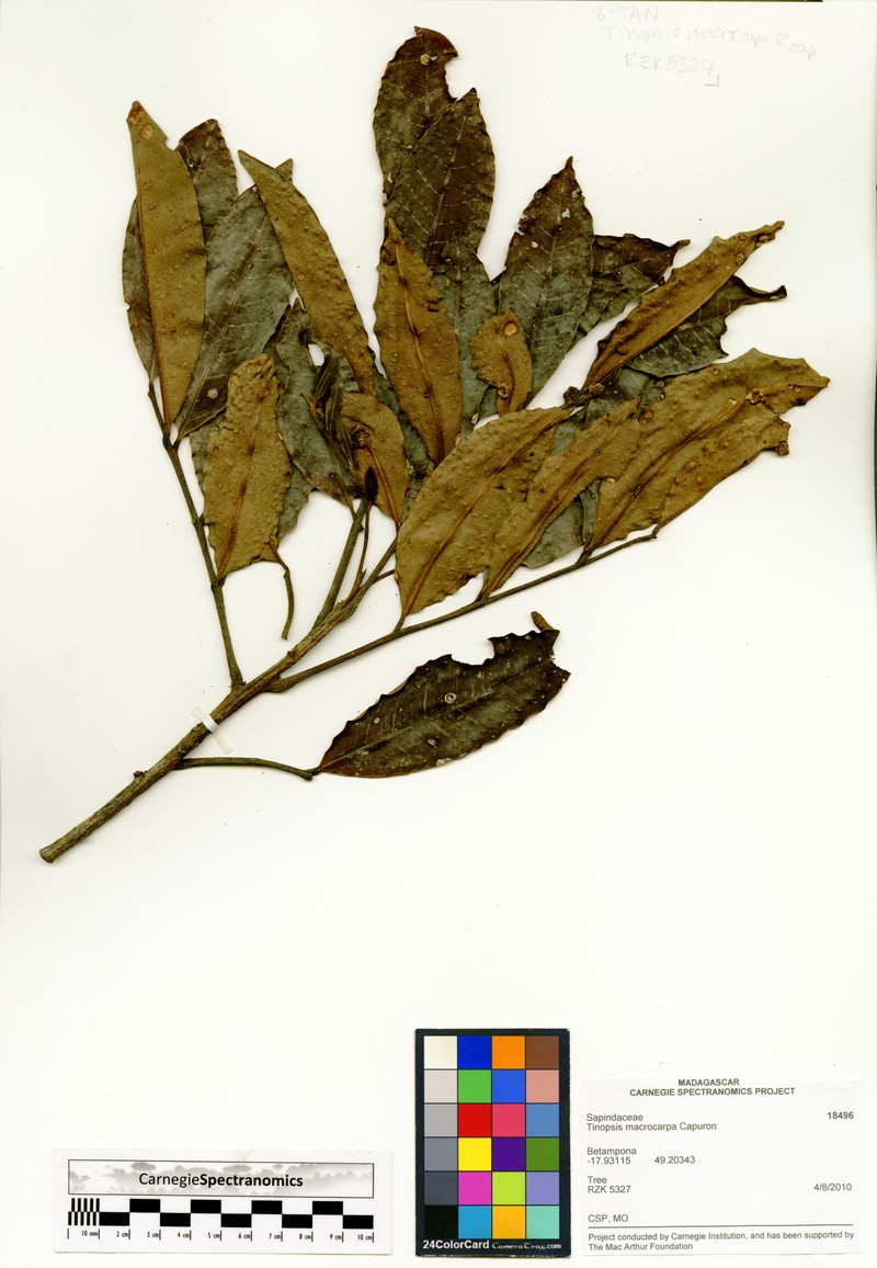 Tina macrocarpa photo 3