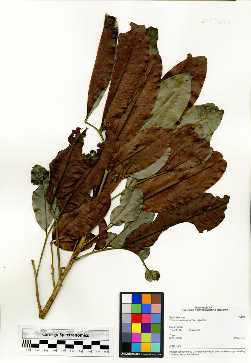 Tina macrocarpa photo 4