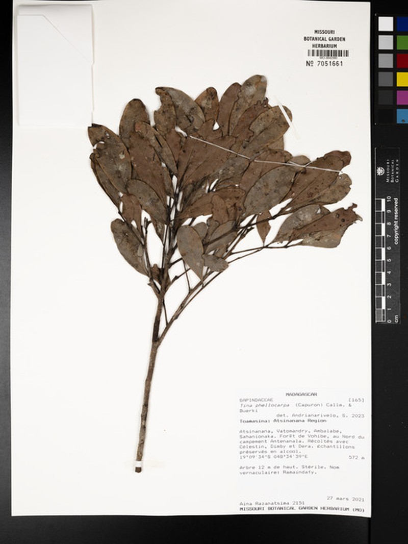 Tina phellocarpa