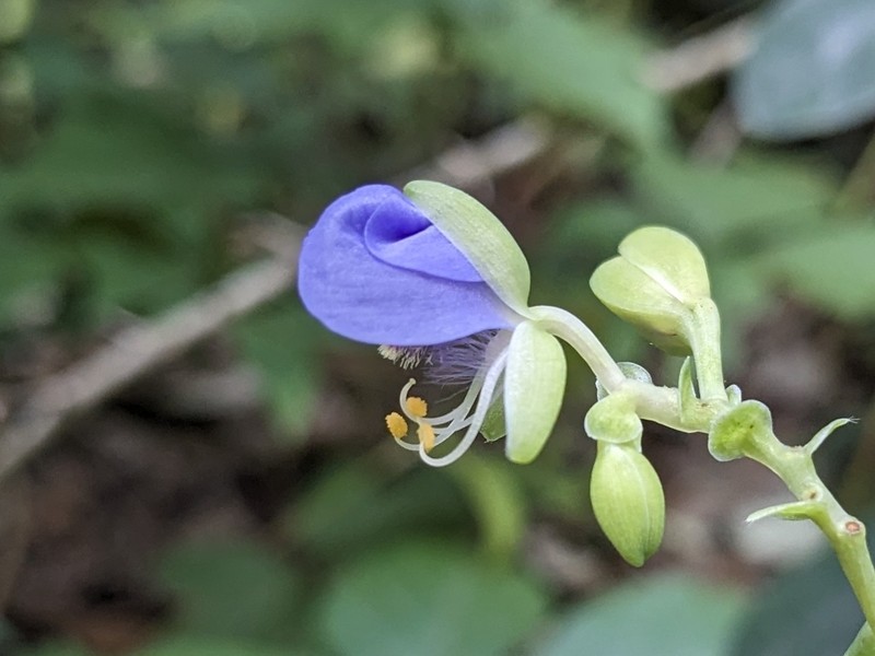 Widowstears photo 5