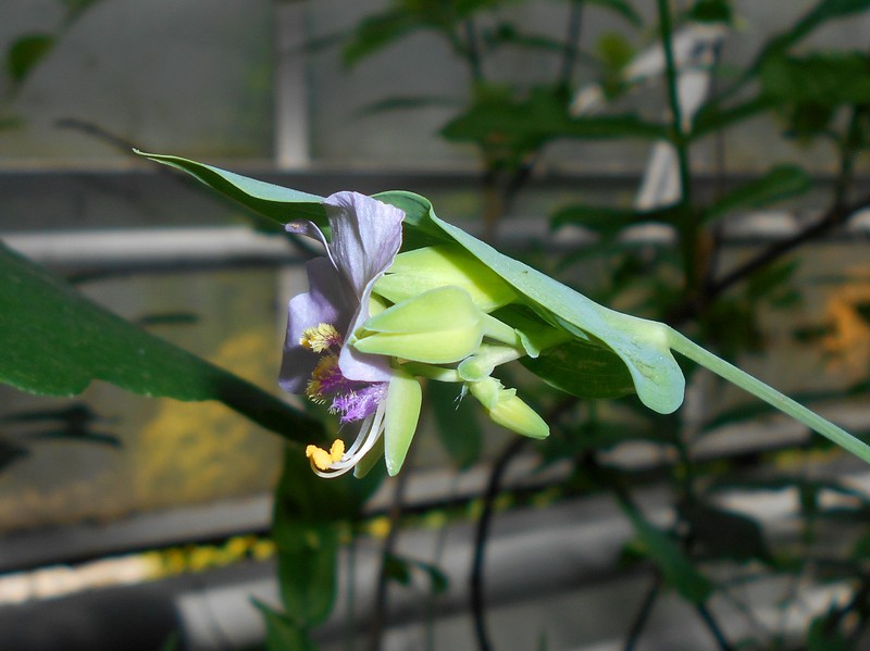 Widowstears photo 3