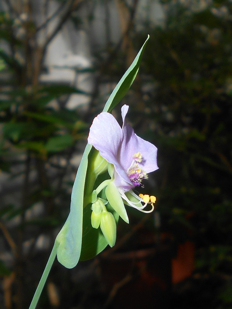 Widowstears photo 5