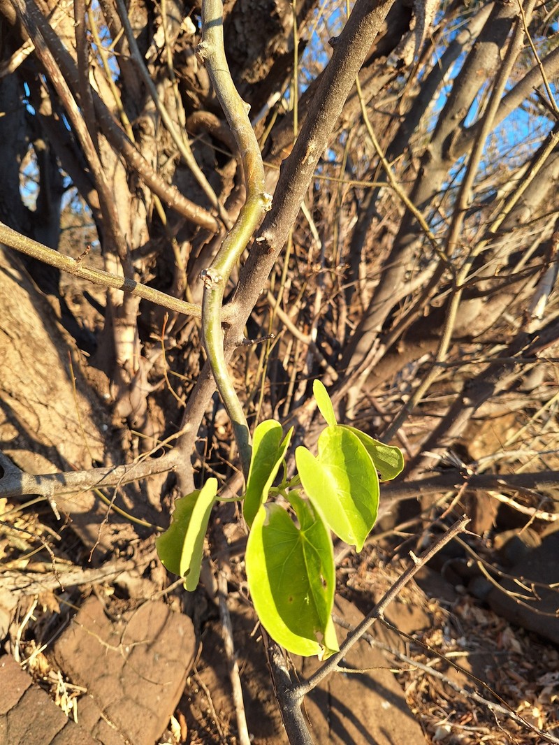 Tinospora fragosa subsp. fragosa
