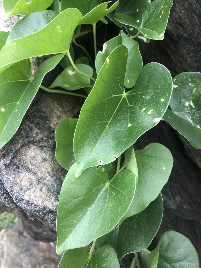 Tinospora fragosa subsp. fragosa photo 2