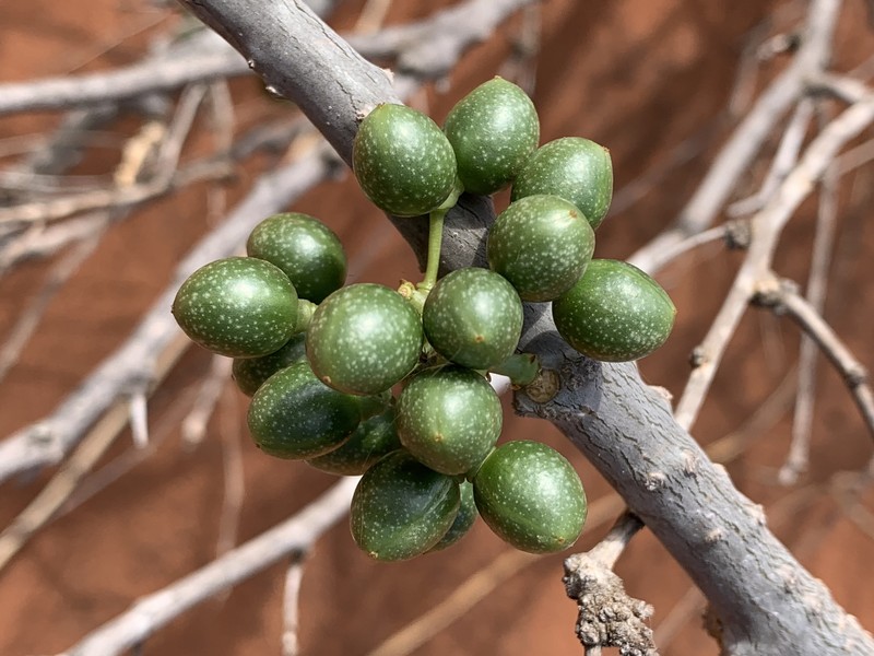 Tinospora fragosa subsp. fragosa photo 3