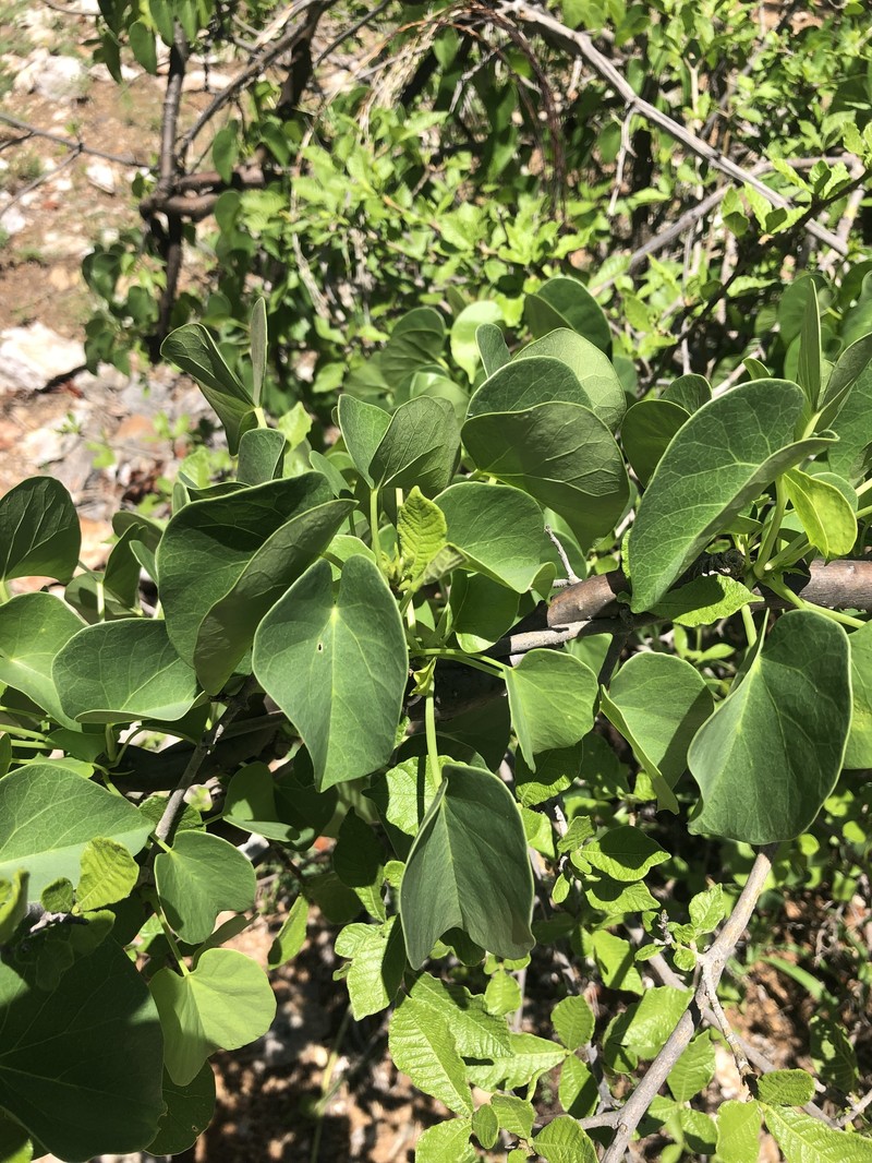 Tinospora fragosa subsp. fragosa photo 4