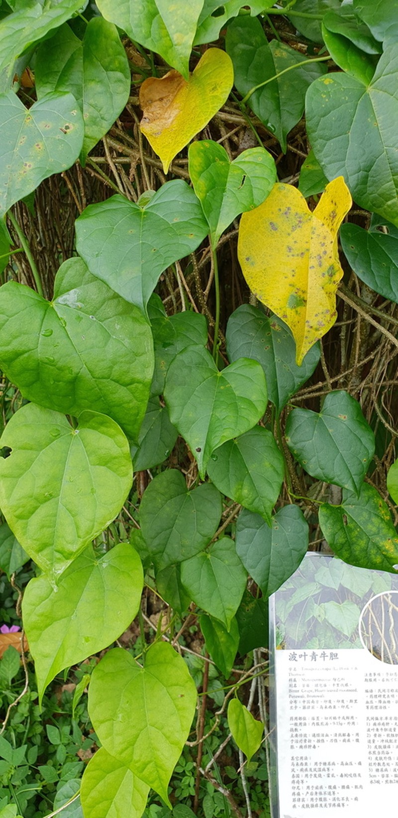 Tinospora krispura