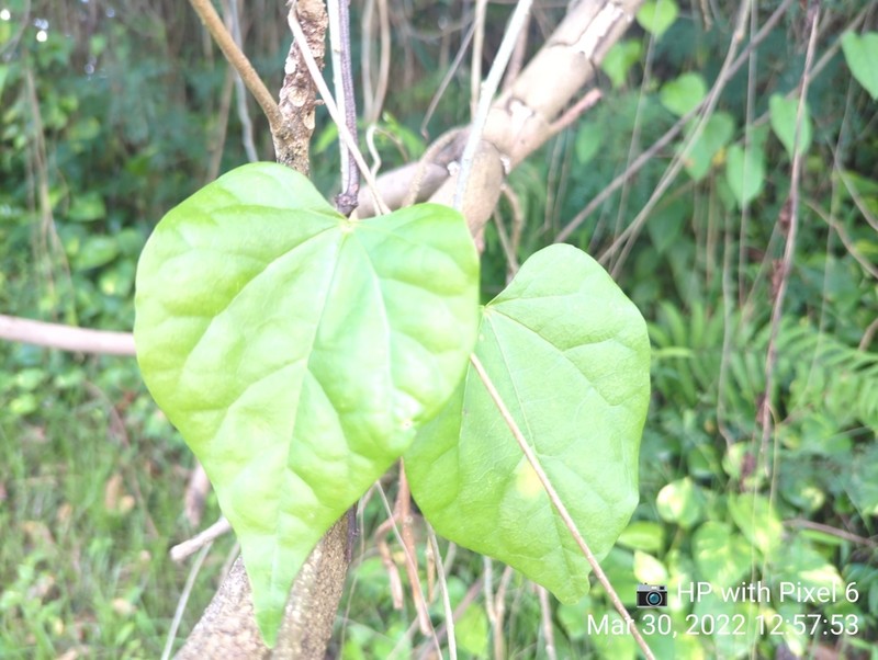 Tinospora krispura photo 2