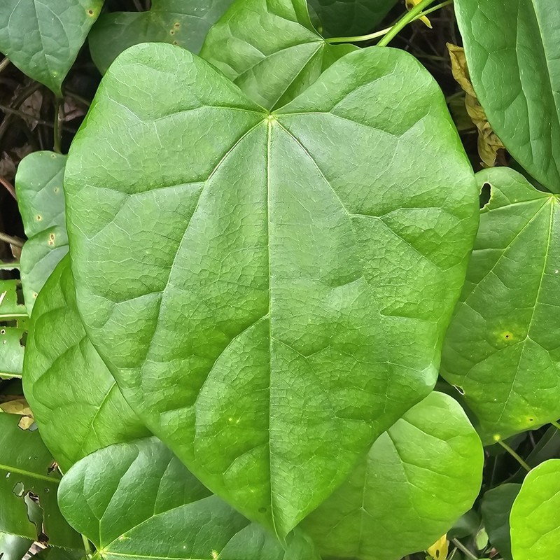 Tinospora krispura photo 3
