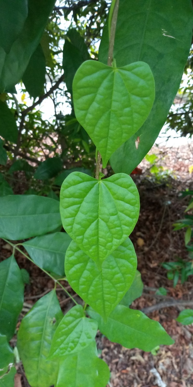 Tinospora krispura photo 4