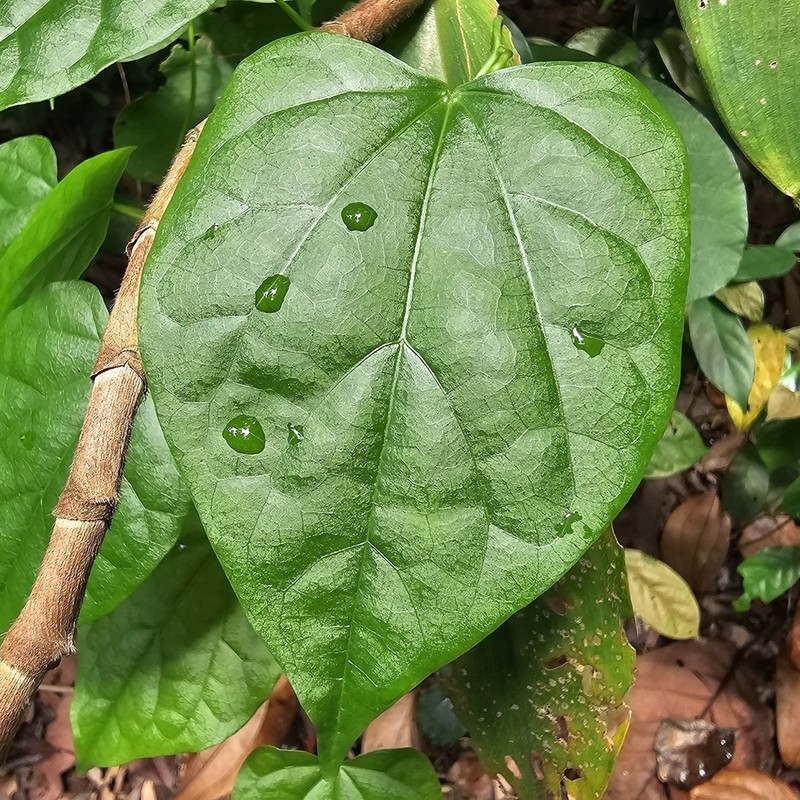 Tinospora krispura photo 5