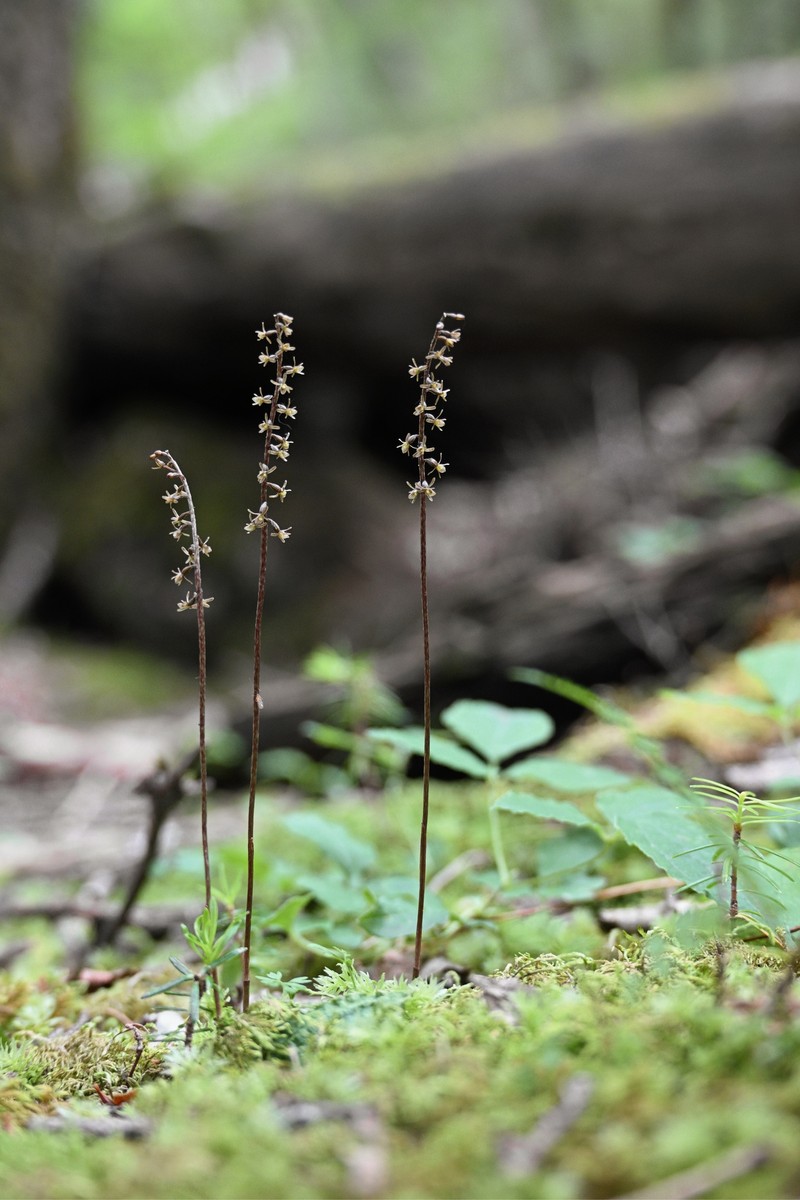 Tipularia josephi f. cunninghamii