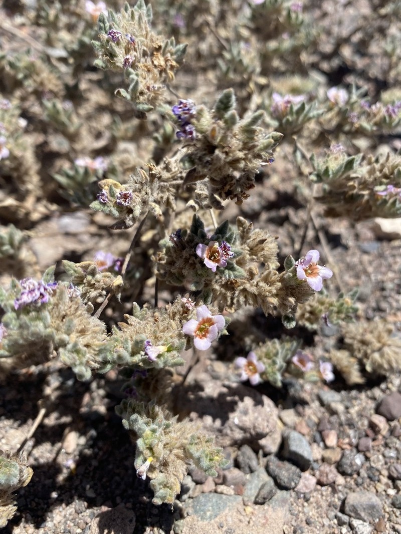 Tiquilia atacamensis