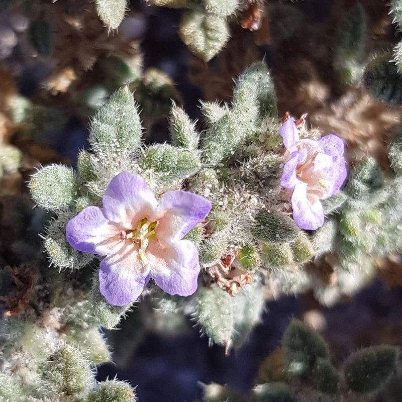 Tiquilia atacamensis photo 2