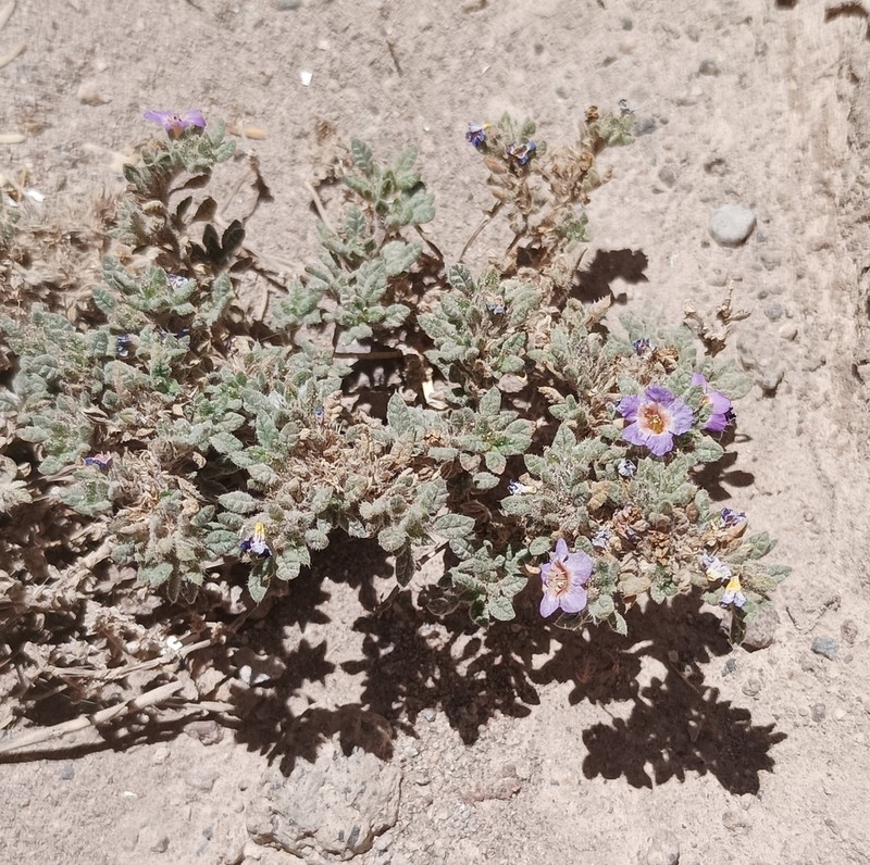 Tiquilia atacamensis photo 3