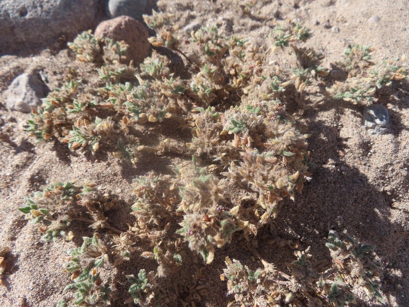Tiquilia atacamensis photo 4