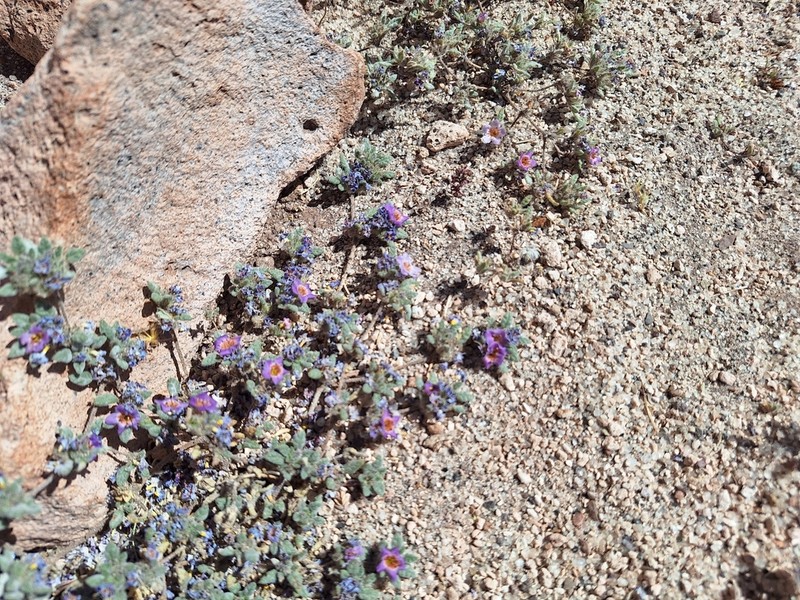 Tiquilia atacamensis photo 5