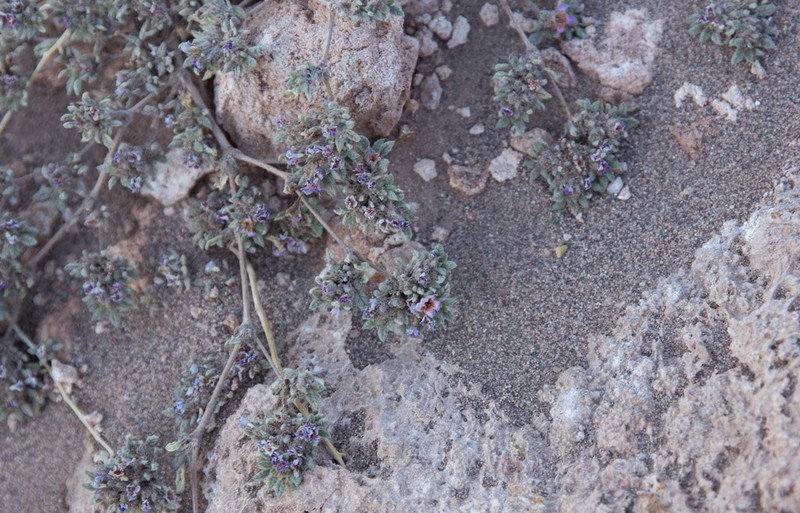 Tiquilia atacamensis photo 6