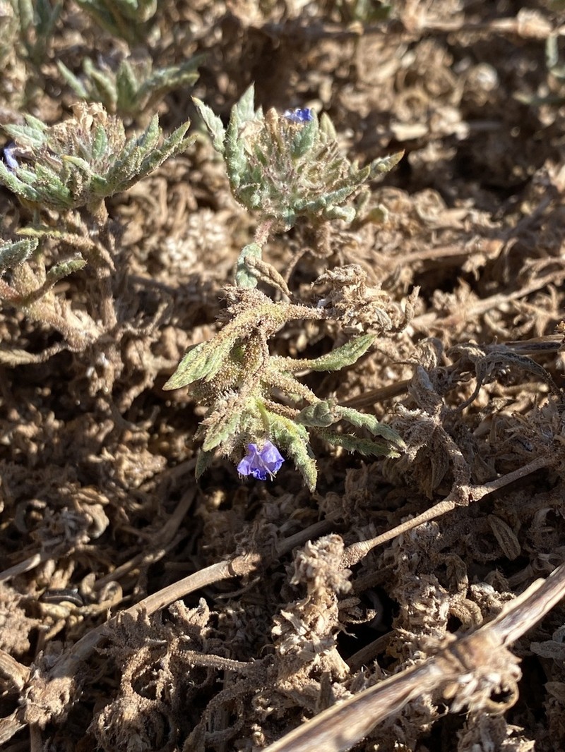 Tiquilia atacamensis photo 7