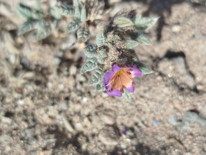 Tiquilia atacamensis photo 8