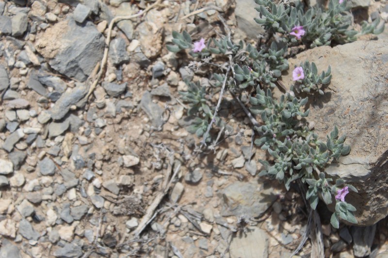 Tiquilia canescens var. canescens