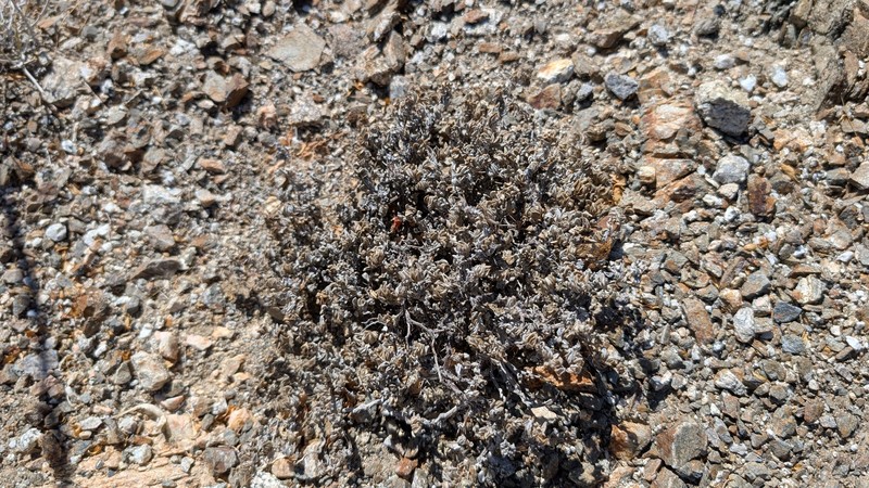 Tiquilia canescens var. canescens photo 2
