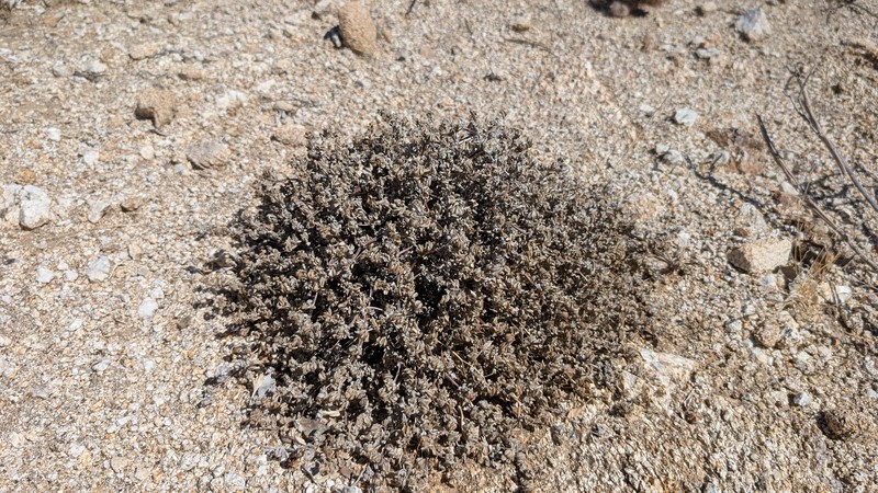 Tiquilia canescens var. canescens photo 3
