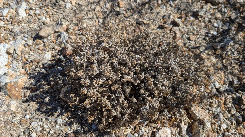 Tiquilia canescens var. canescens photo 4