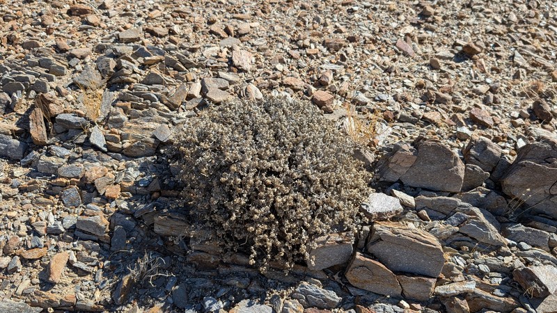 Tiquilia canescens var. canescens photo 5