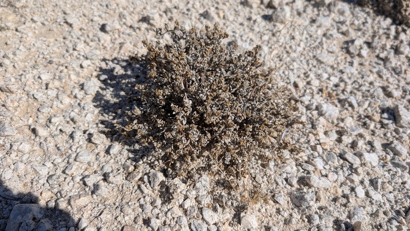 Tiquilia canescens var. canescens photo 6