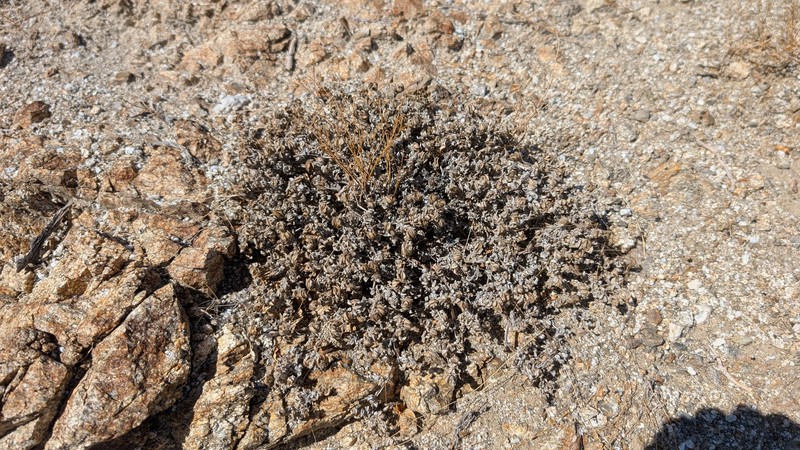 Tiquilia canescens var. canescens photo 7