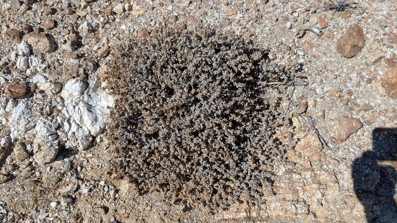 Tiquilia canescens var. canescens photo 8