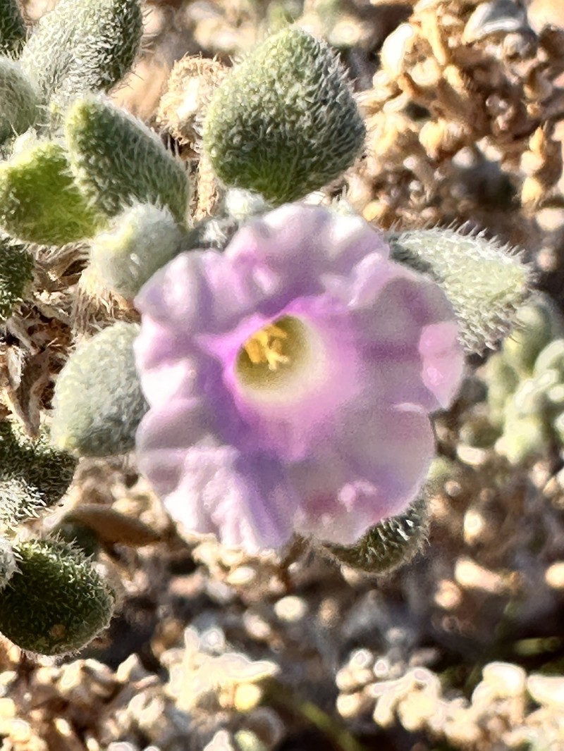 Tiquilia canescens var. pulchella