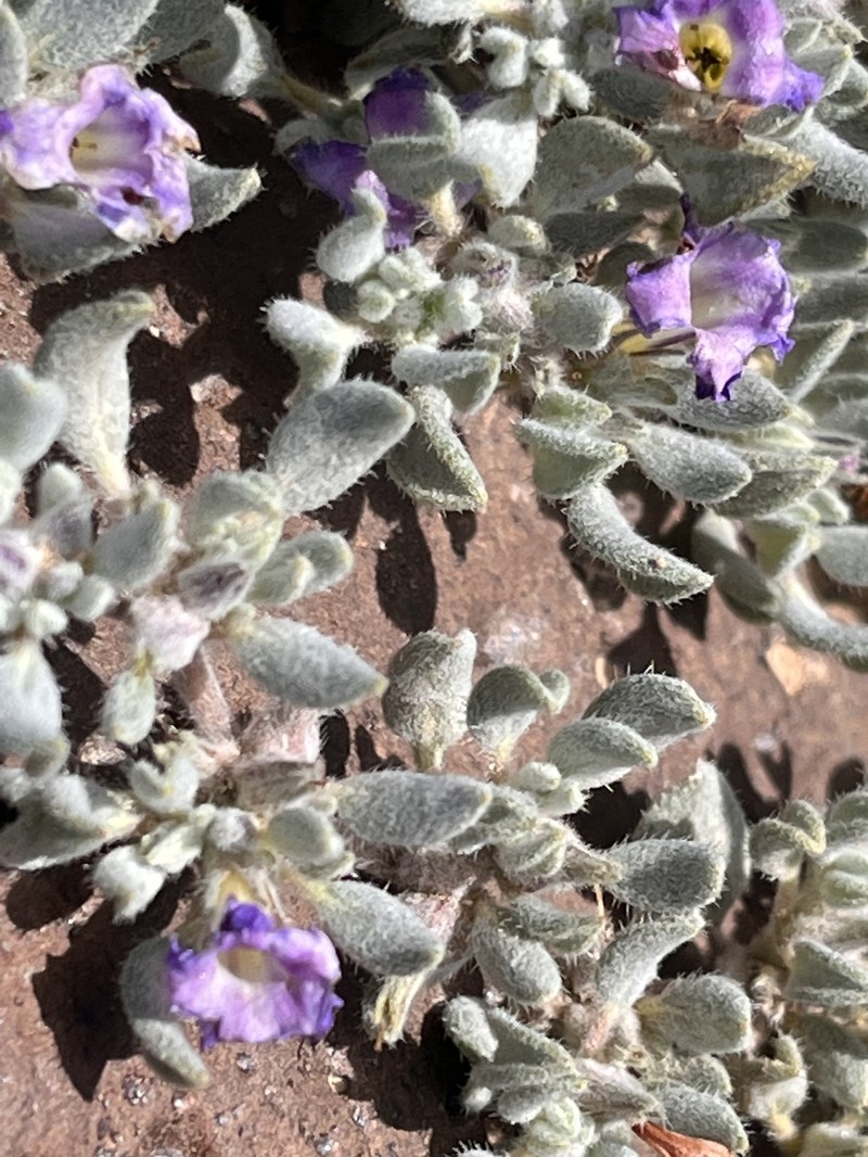 Tiquilia canescens var. pulchella photo 2