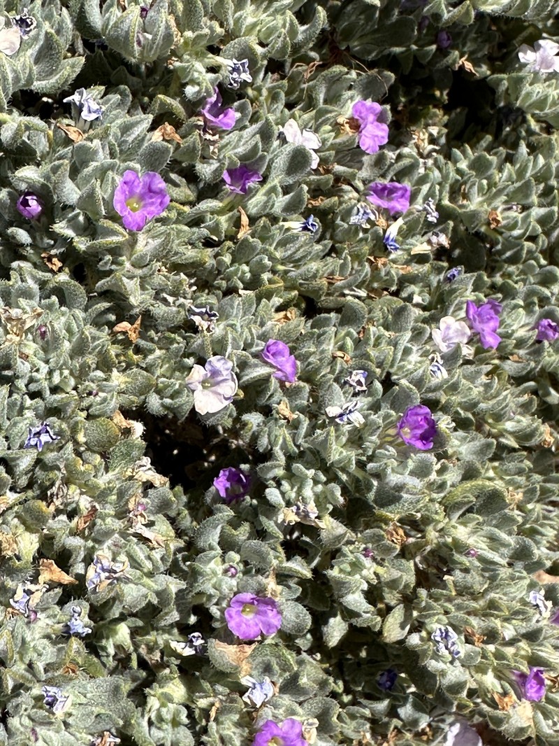 Tiquilia canescens var. pulchella photo 3