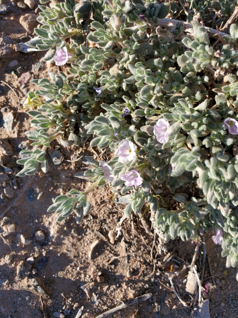 Tiquilia canescens var. pulchella photo 4