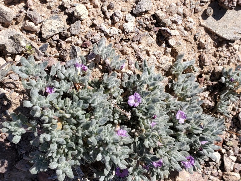 Tiquilia canescens var. pulchella photo 5