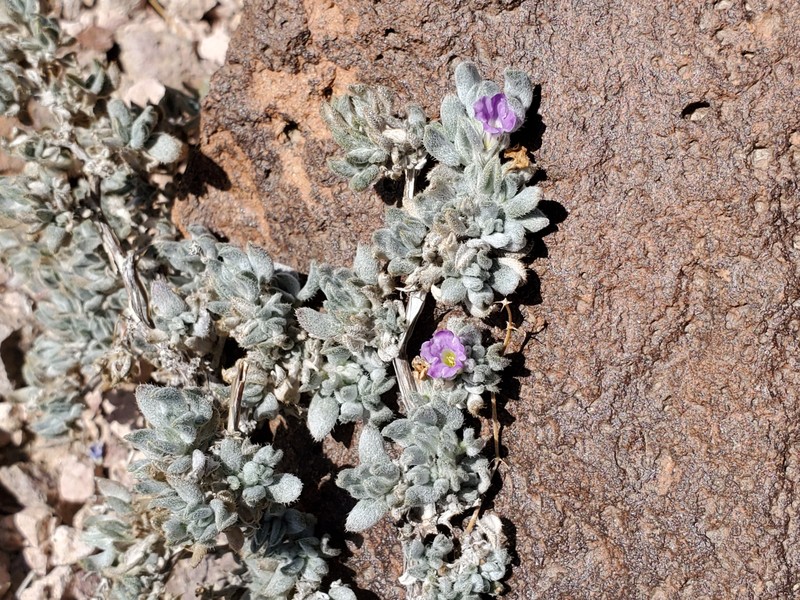 Tiquilia canescens var. pulchella photo 6