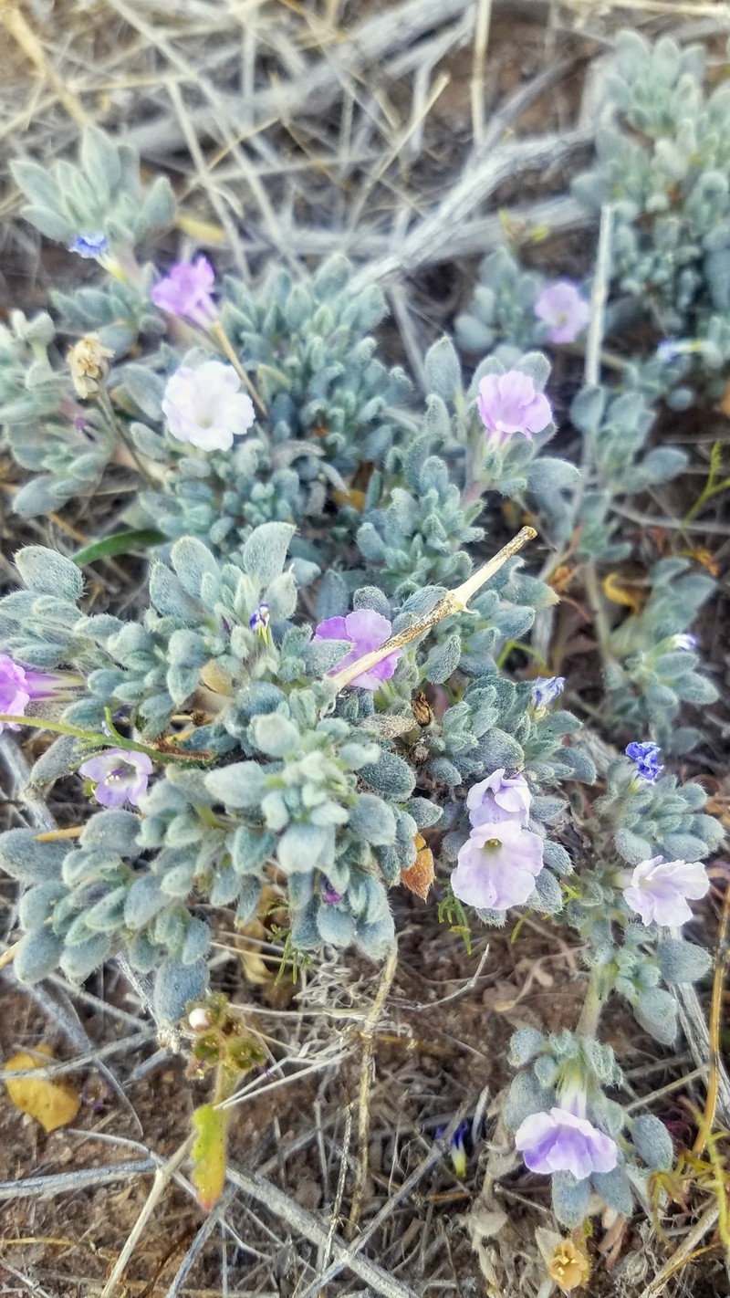 Tiquilia canescens var. pulchella photo 7