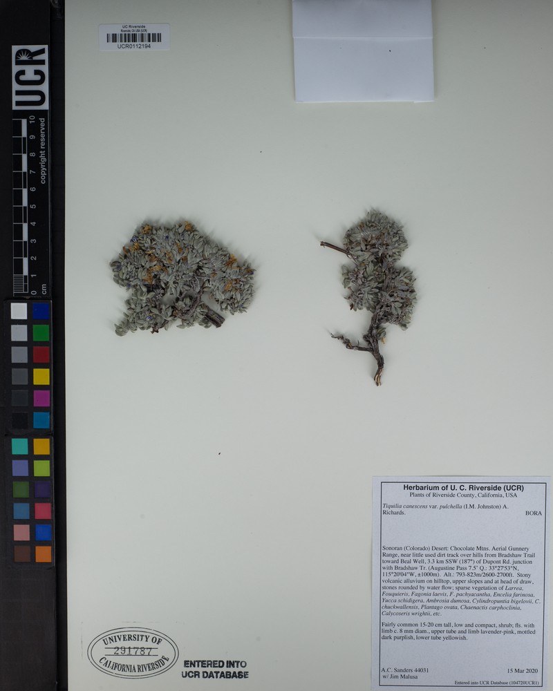 Tiquilia canescens var. pulchella photo 8