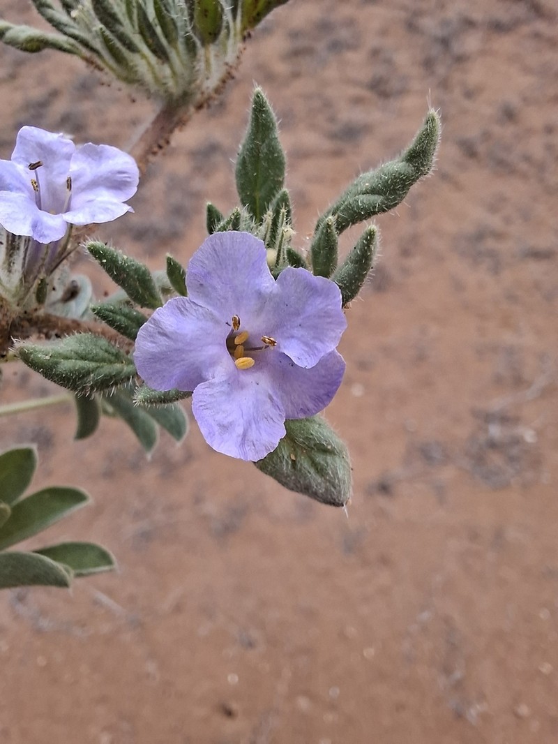 Tiquilia conspicua