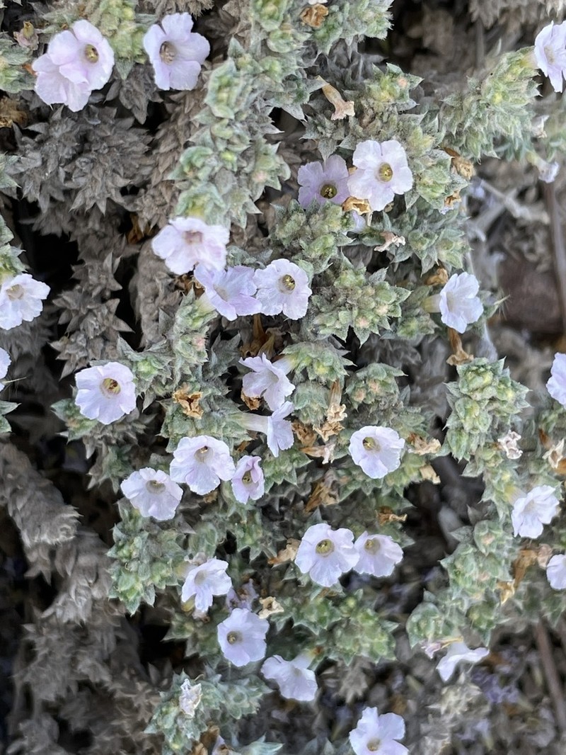 Tiquilia cuspidata