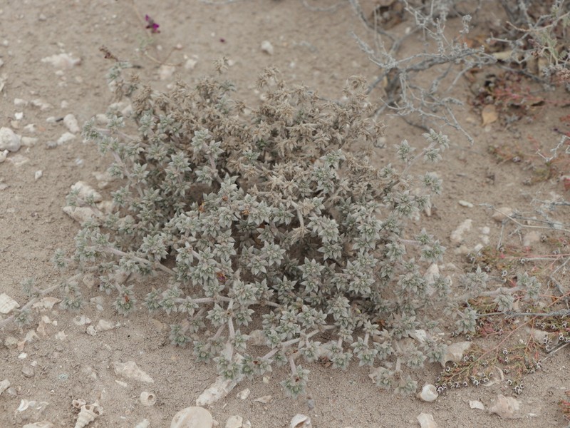 Tiquilia cuspidata photo 2