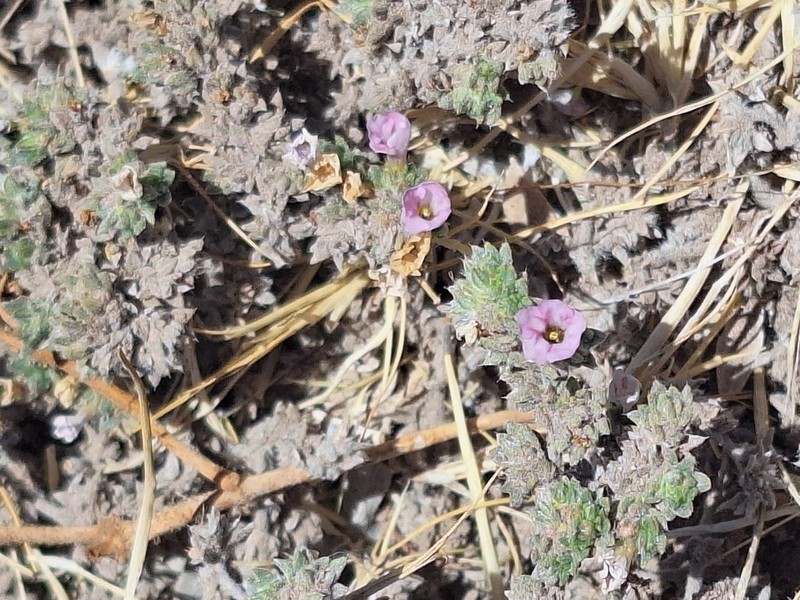 Tiquilia cuspidata photo 3