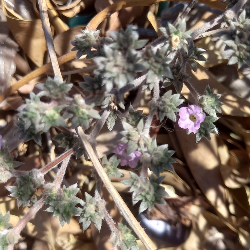 Tiquilia cuspidata photo 5