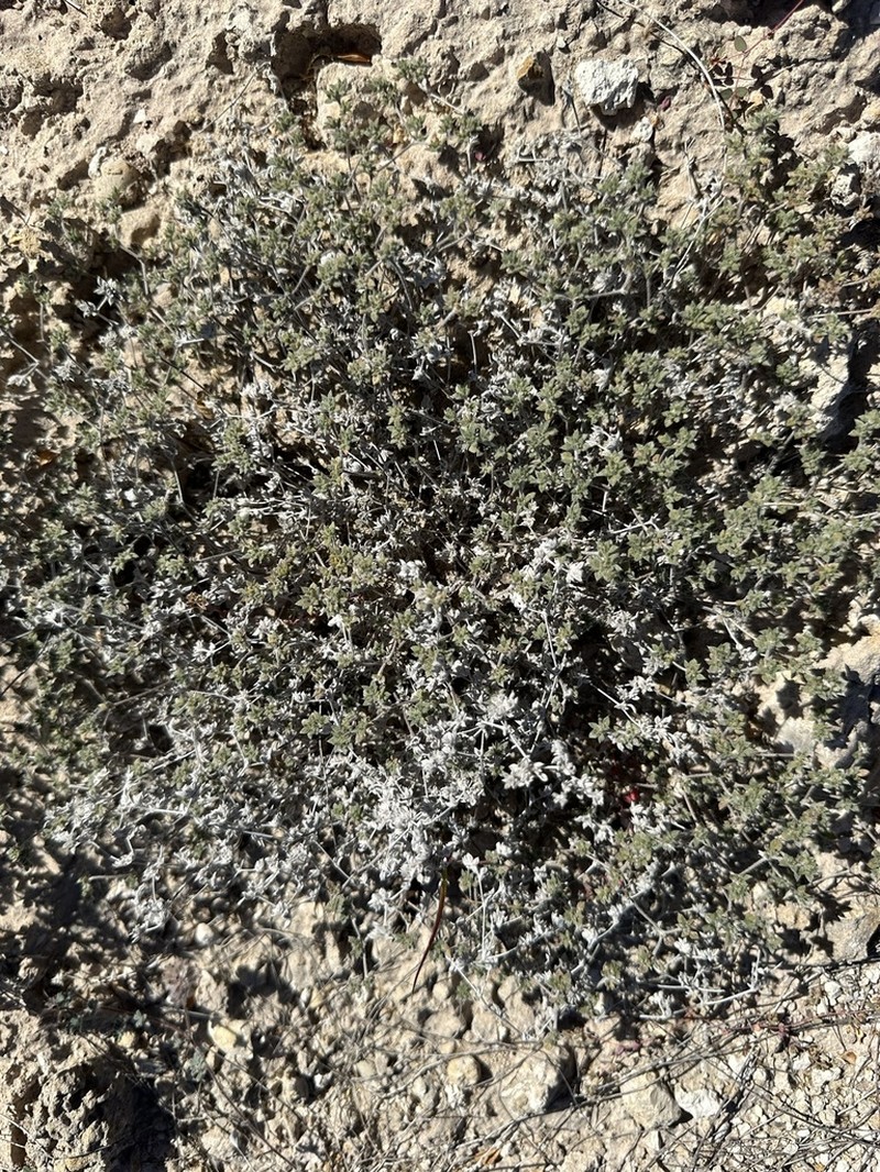 Tiquilia cuspidata photo 6