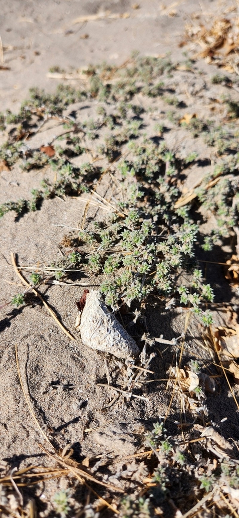 Tiquilia cuspidata photo 7