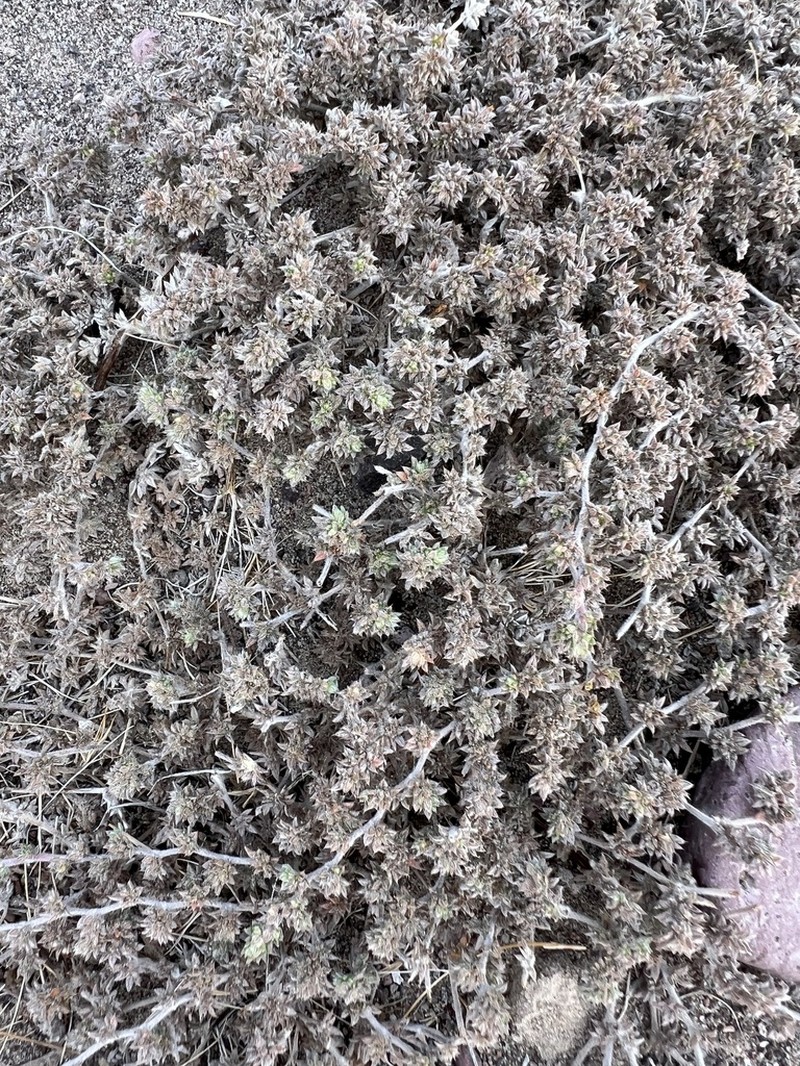 Tiquilia cuspidata photo 8