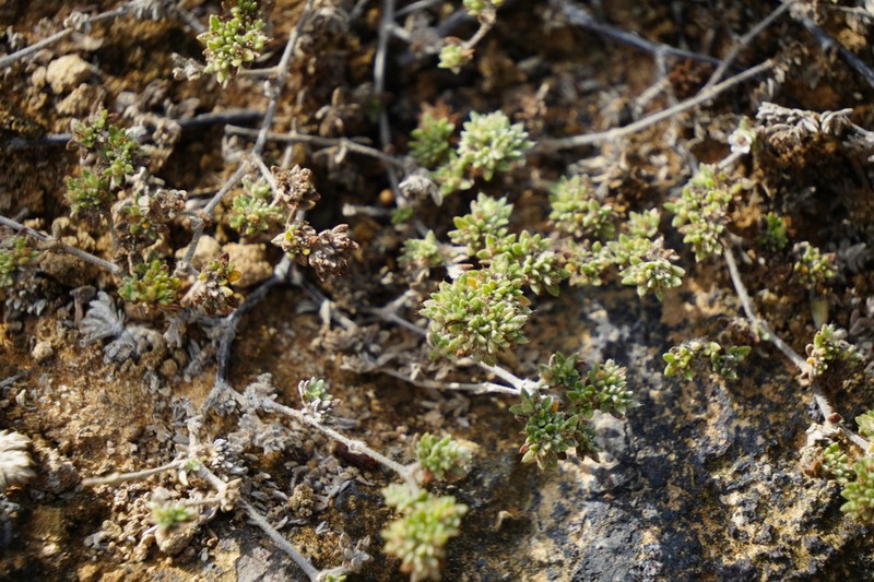 Tiquilia darwinii